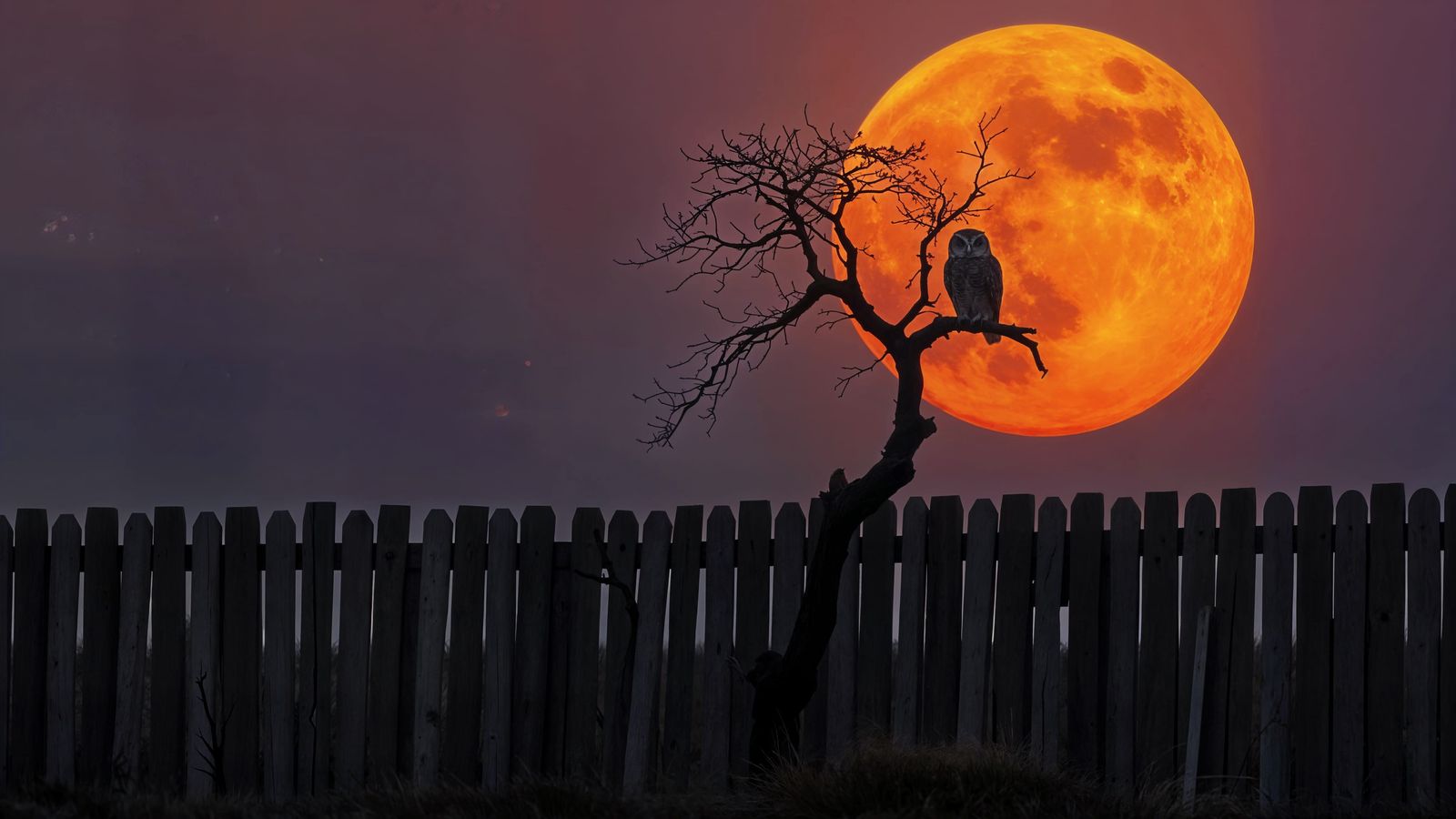Owl Illuminated By A Blood Moon  by @Foul Rabbit