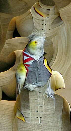 Cockatiel wearing a waistcoat
