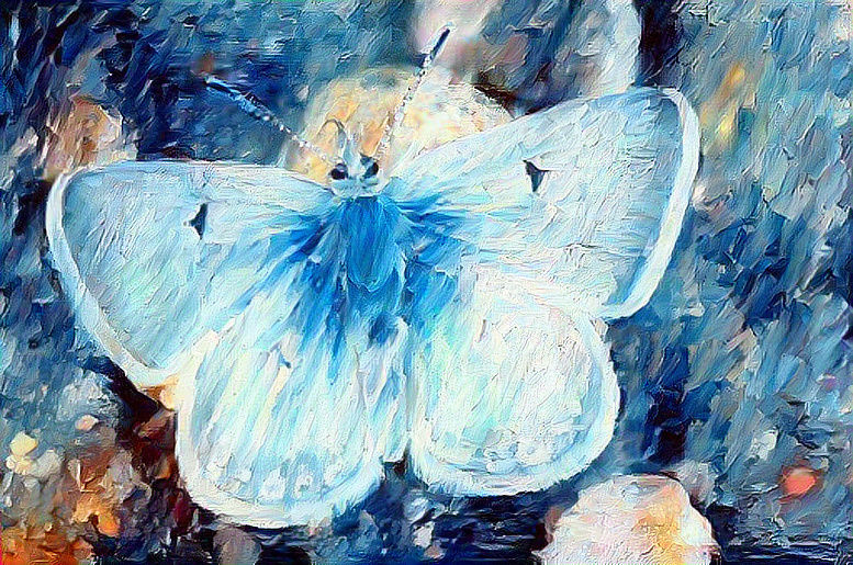 Butterfly 