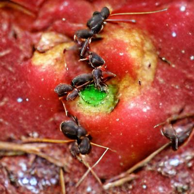 ants gathered around an apple