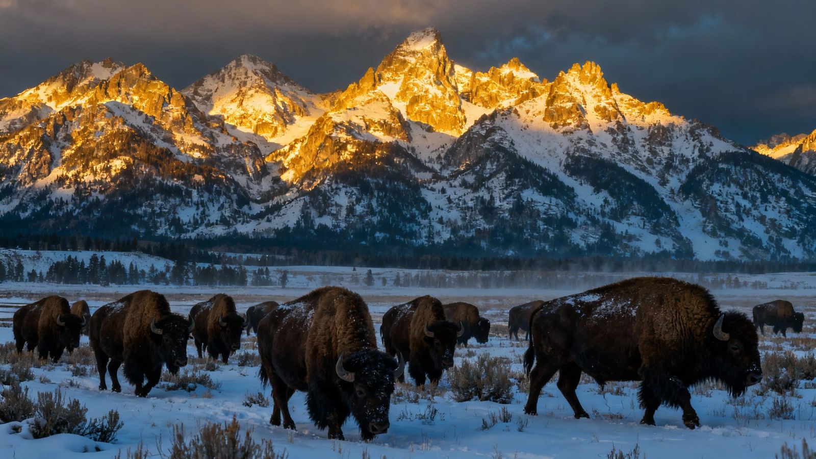 Snow covered scene in Yellowstone park  by @Willy Star