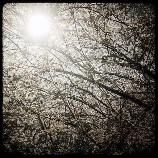 <lora:Nature Love:1.0> Dreamy forest with sunlit trees and branches, cinematic photography, Hyperrealistic, golden hour 