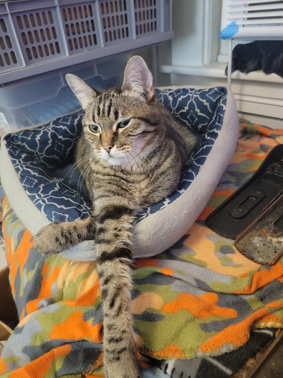 Jack the Bengal cat!!