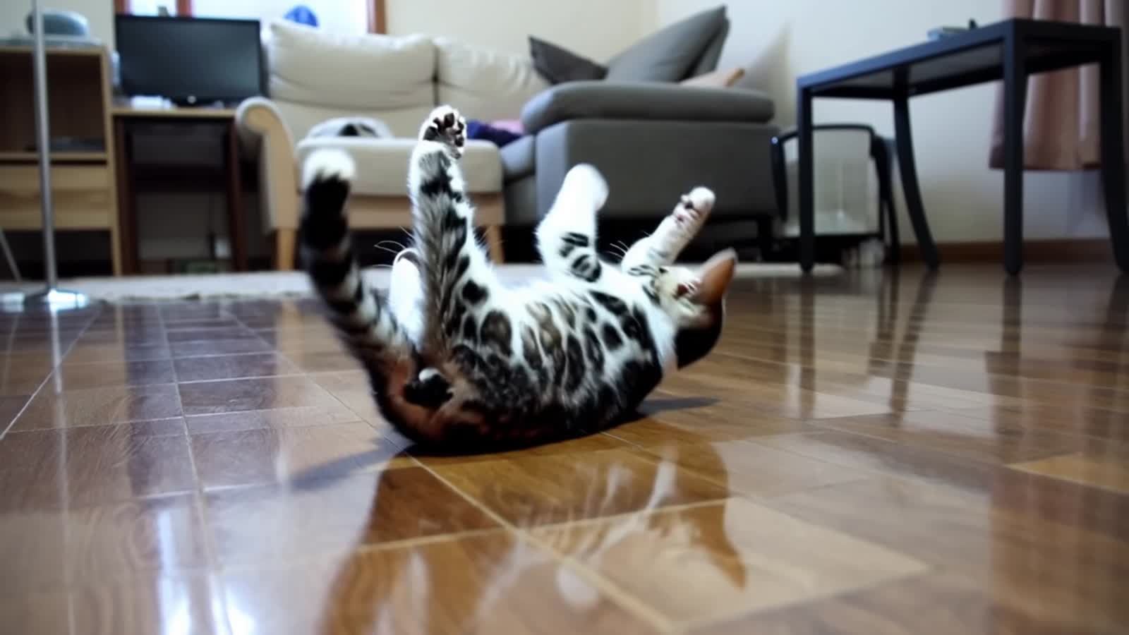 Breakdancing kitten