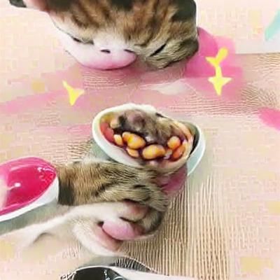 Cute cat eating beans