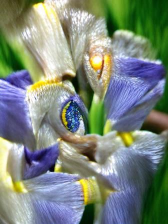 Iris flowers