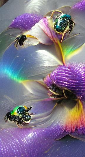 Iridescent Flower Bee