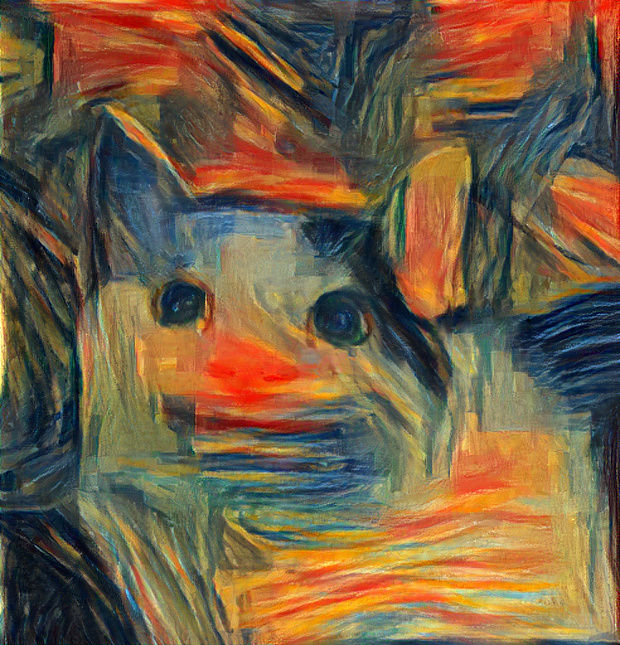 the cat