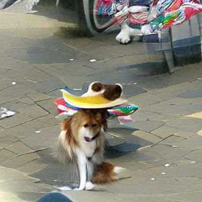 dog with sombrero