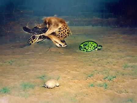 cheetah vs. turtle