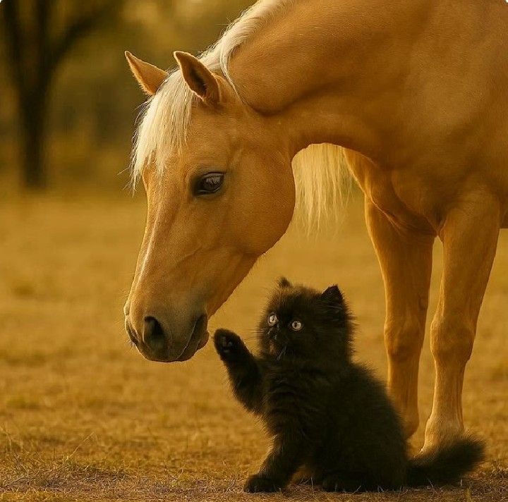 Unlikely Friends - Small + Big Quest