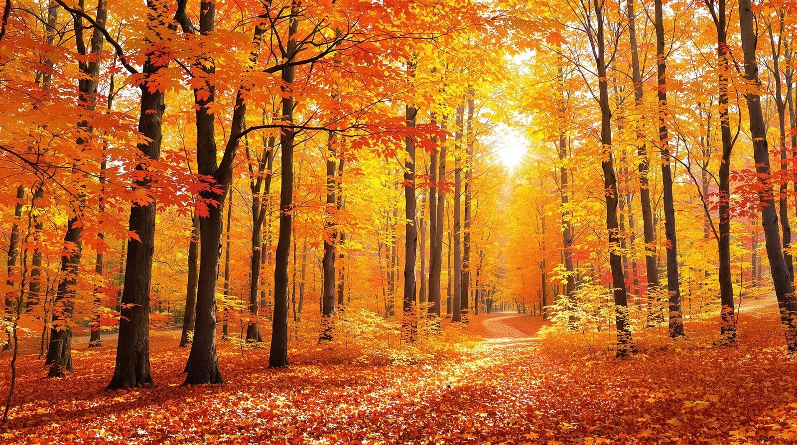 Background full of colorful autumn leaves, no humans