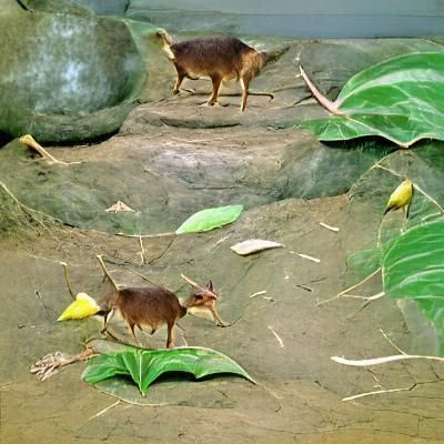 Mouse-deer