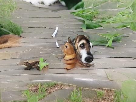 small friends