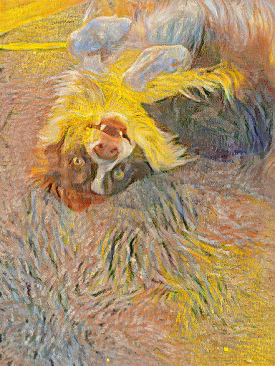 Better dog