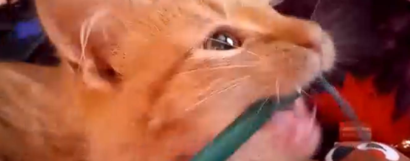 My new fur baby merlyn ( the braincell