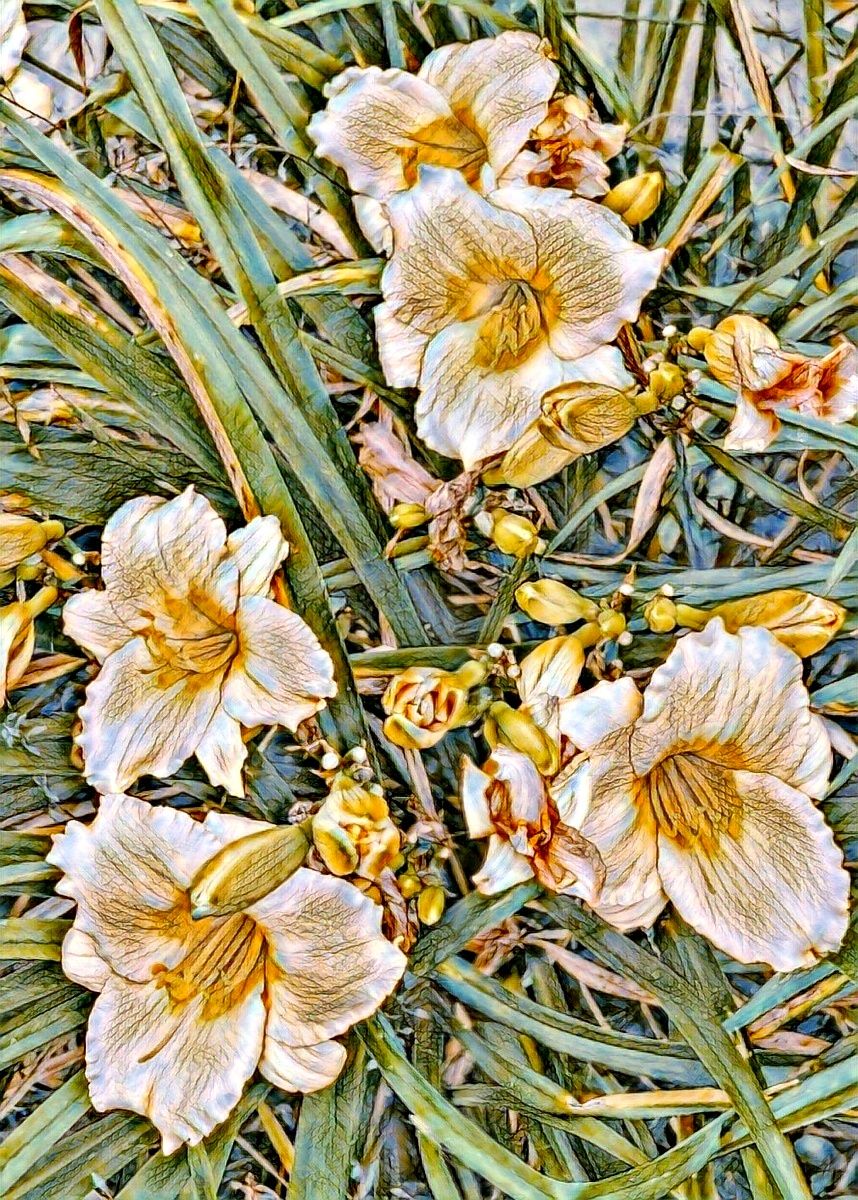 Lilies