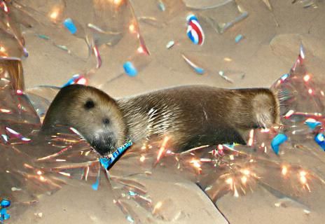 New Year's Steve