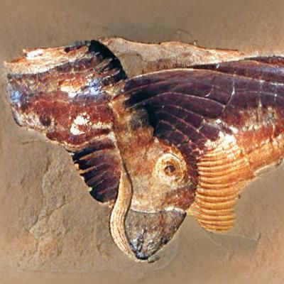 amphisbaena