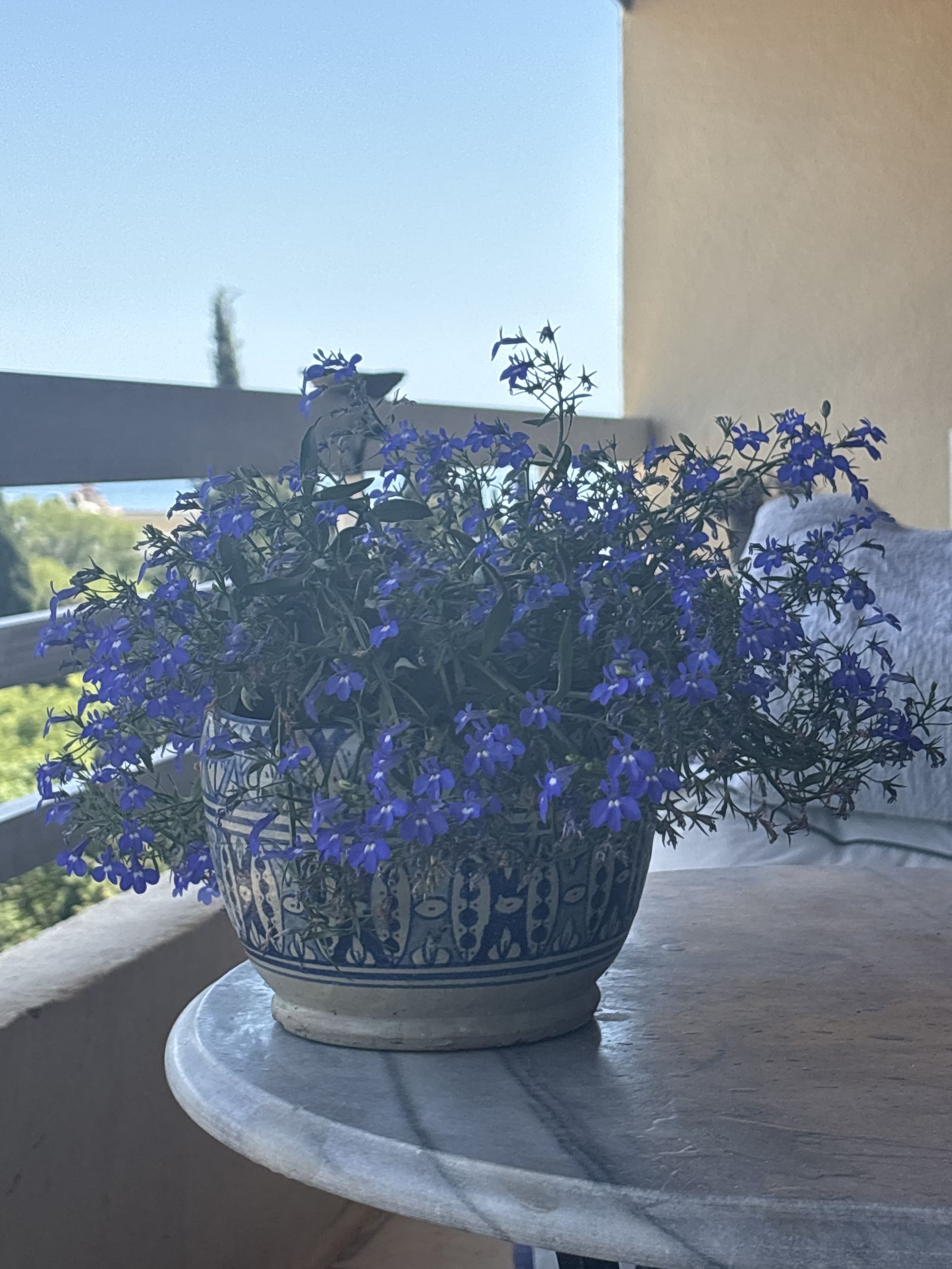 Lobelia