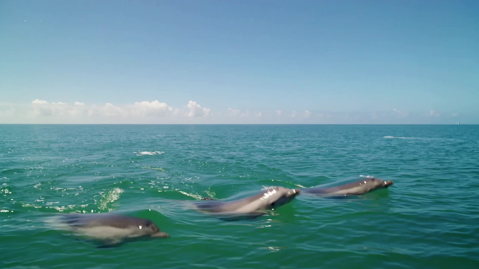 A group of dolphins jumping out of the ocean, diving back in then jumping back out over and over