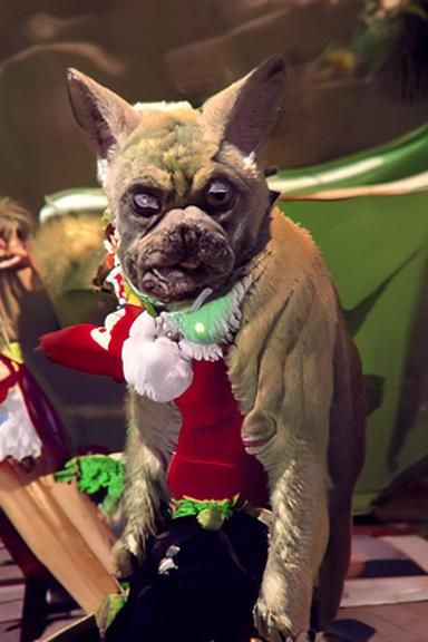 a frenchie in a grinch costume, - AI Generated Artwork - NightCafe Creator
