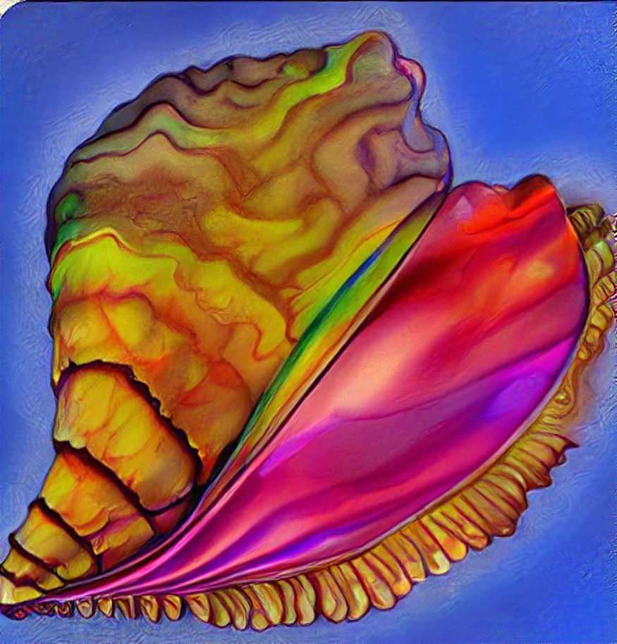 Conch rainbows end