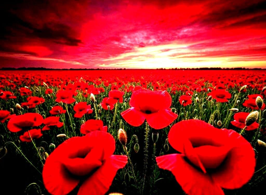 Crimson Poppy Field at Sunset: Macro Perspective