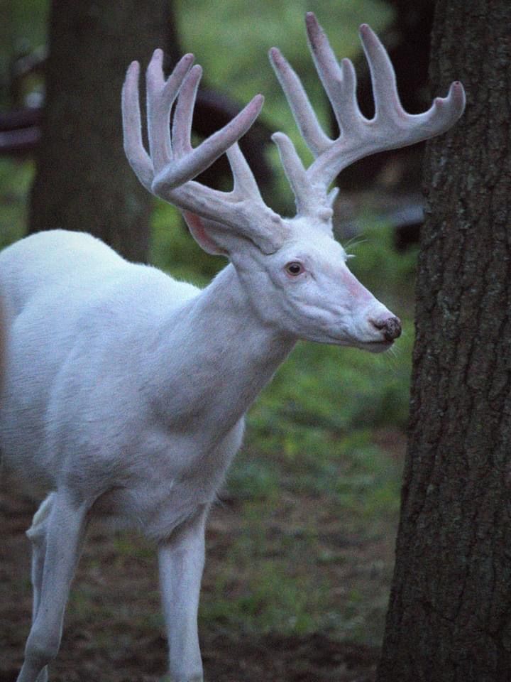 transform the deer into