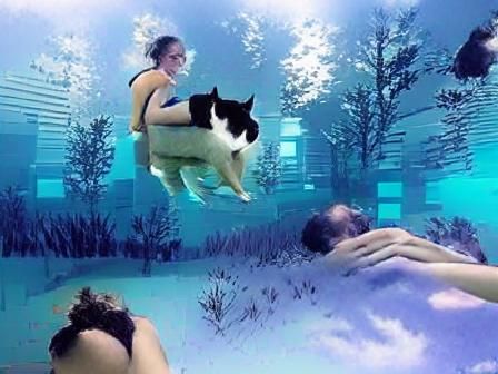 Swimming Underwater With A Cat On Your Back