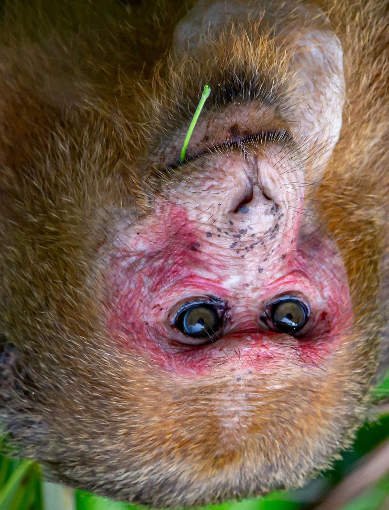 Ozzy-doesnt do challenges