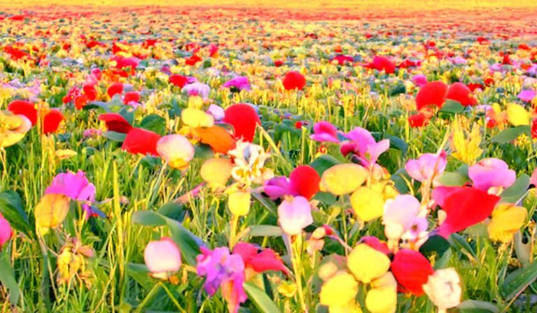 Sunset on a beatuiful flower field