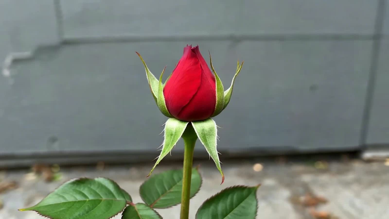 a closed red rose unfolding, realistic