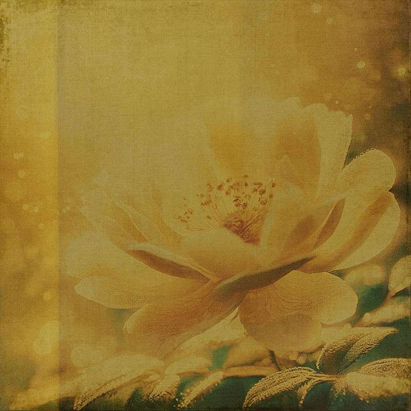 A sweet soft yellow wild rose blooming with joy