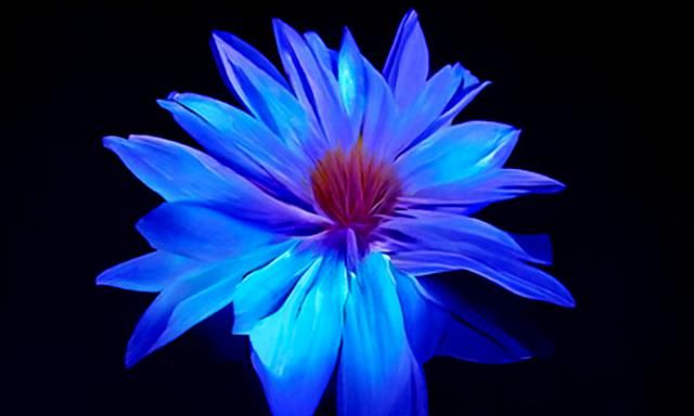 Beautiful flower