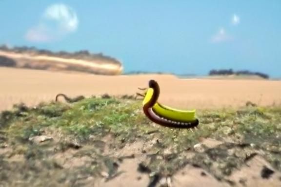 Banana worm saladd