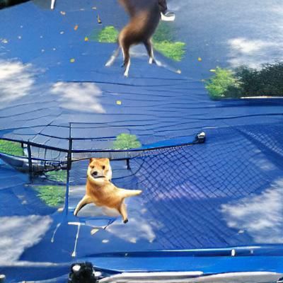 doge jumps on the trampoline