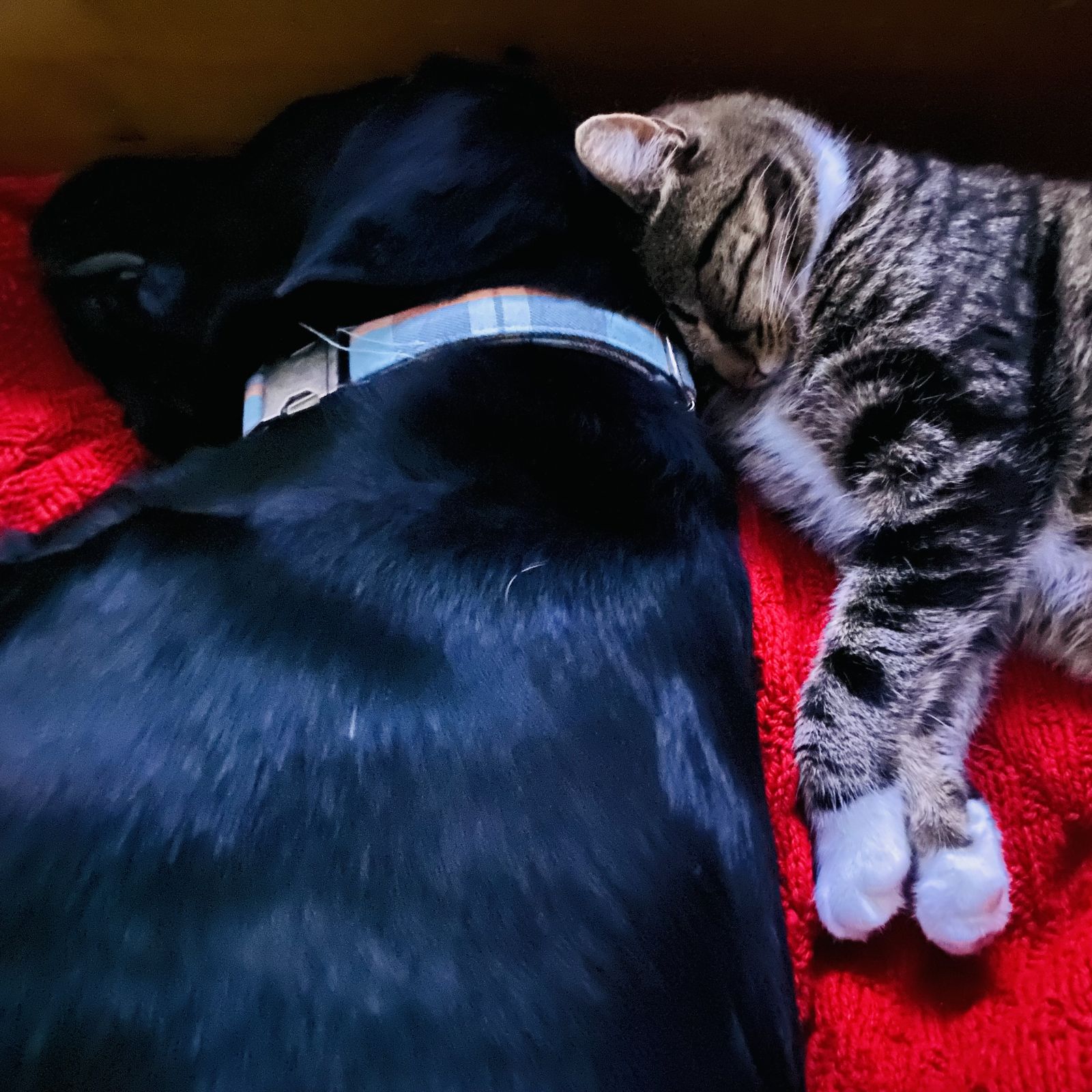 Love unconditionally