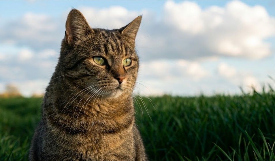 Random cat in field