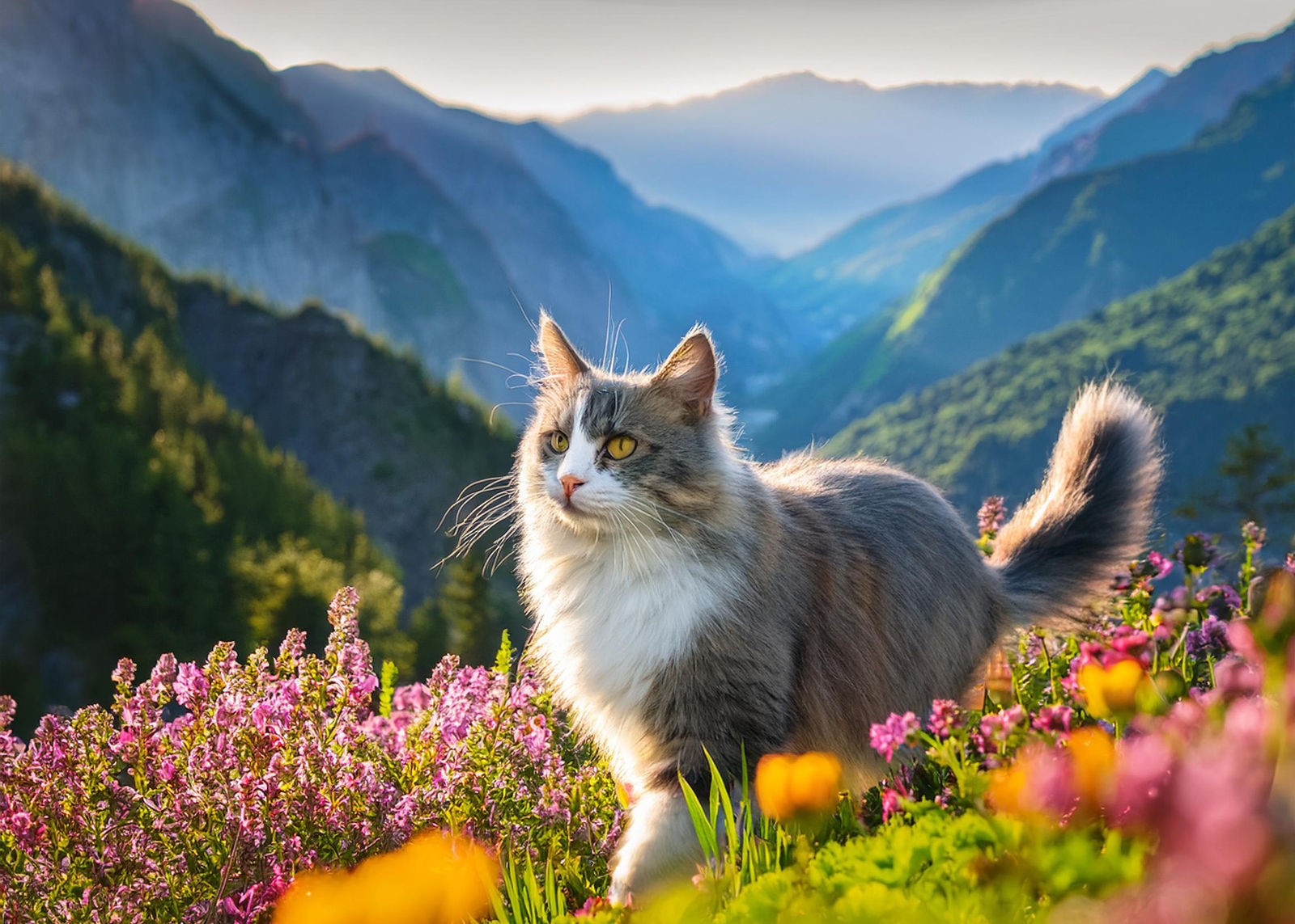 Grey calico cat in a beautiful ambient surrounding