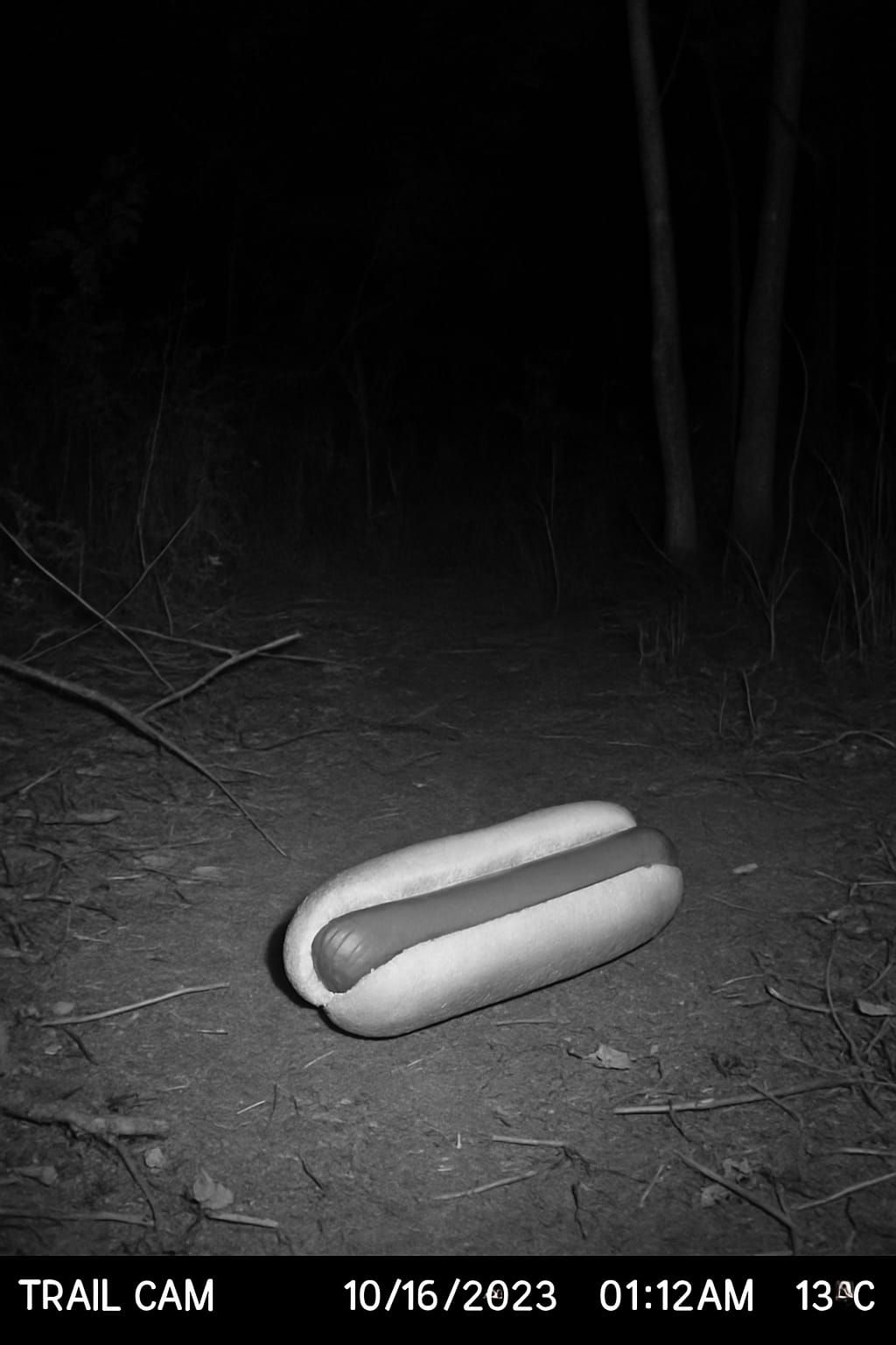 Trailcam Hotdogs