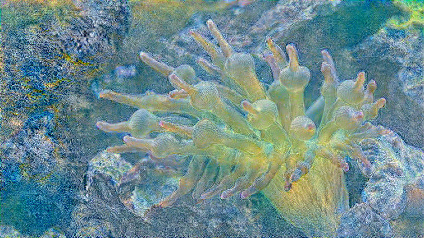 Polyps 