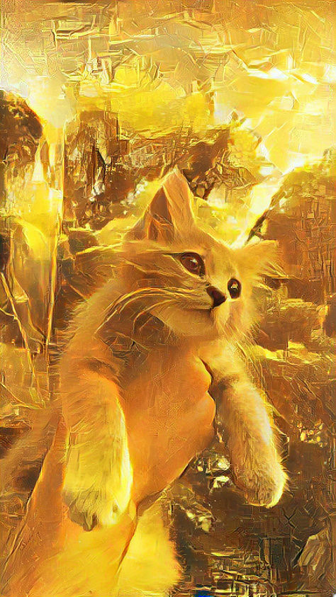 Sunset cat