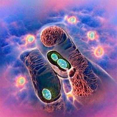 Eukaryotic
Cells contain much more _______ than prokaryotes ...
