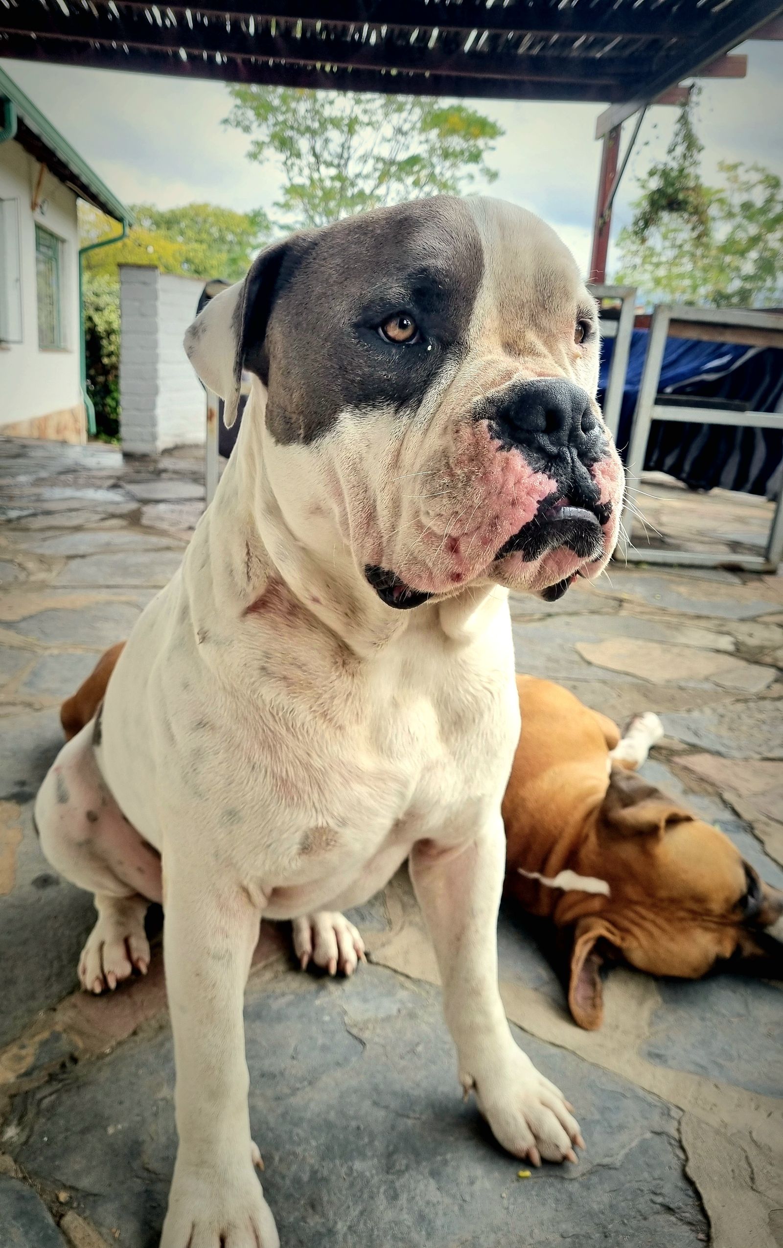 The models for my recent posts, Nancy and Cash