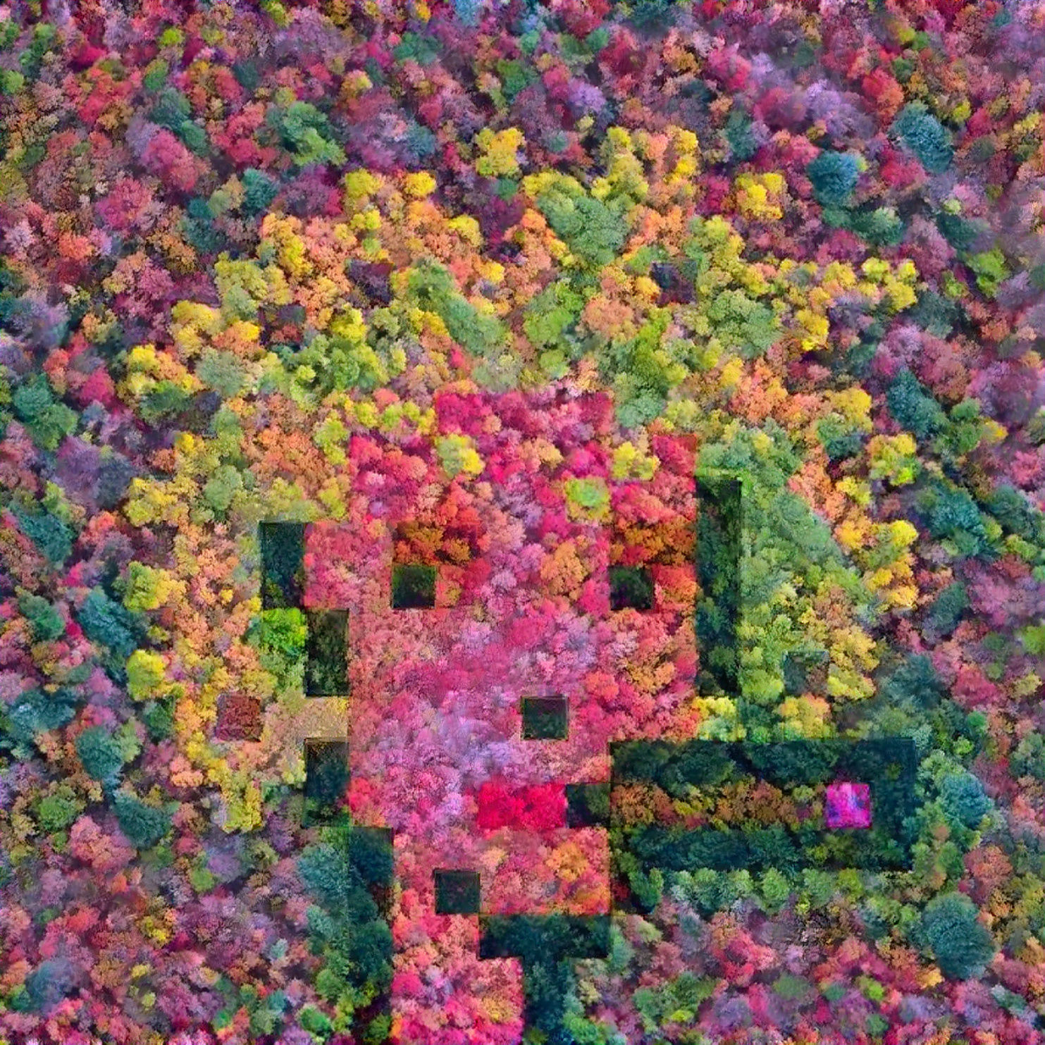 Crypto Punk In The Saturated Forest