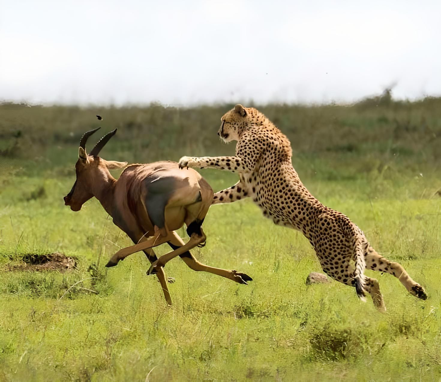 Hunting Cheetah