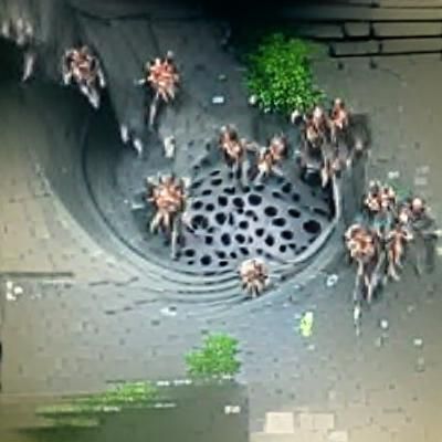 Spider swarm in sewer