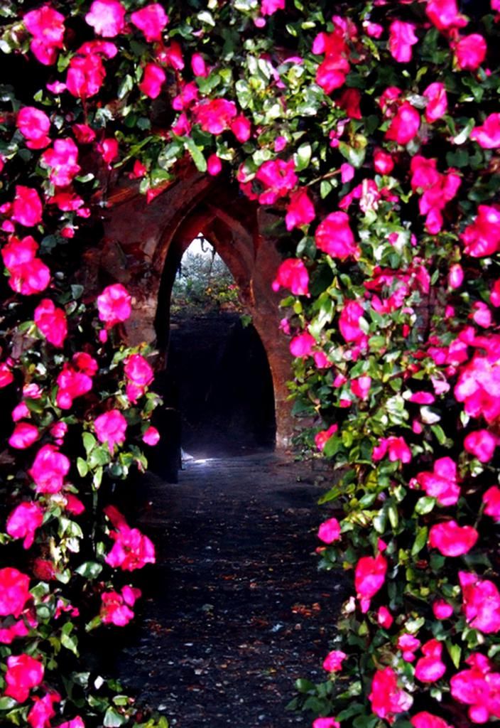 The Rose Arch