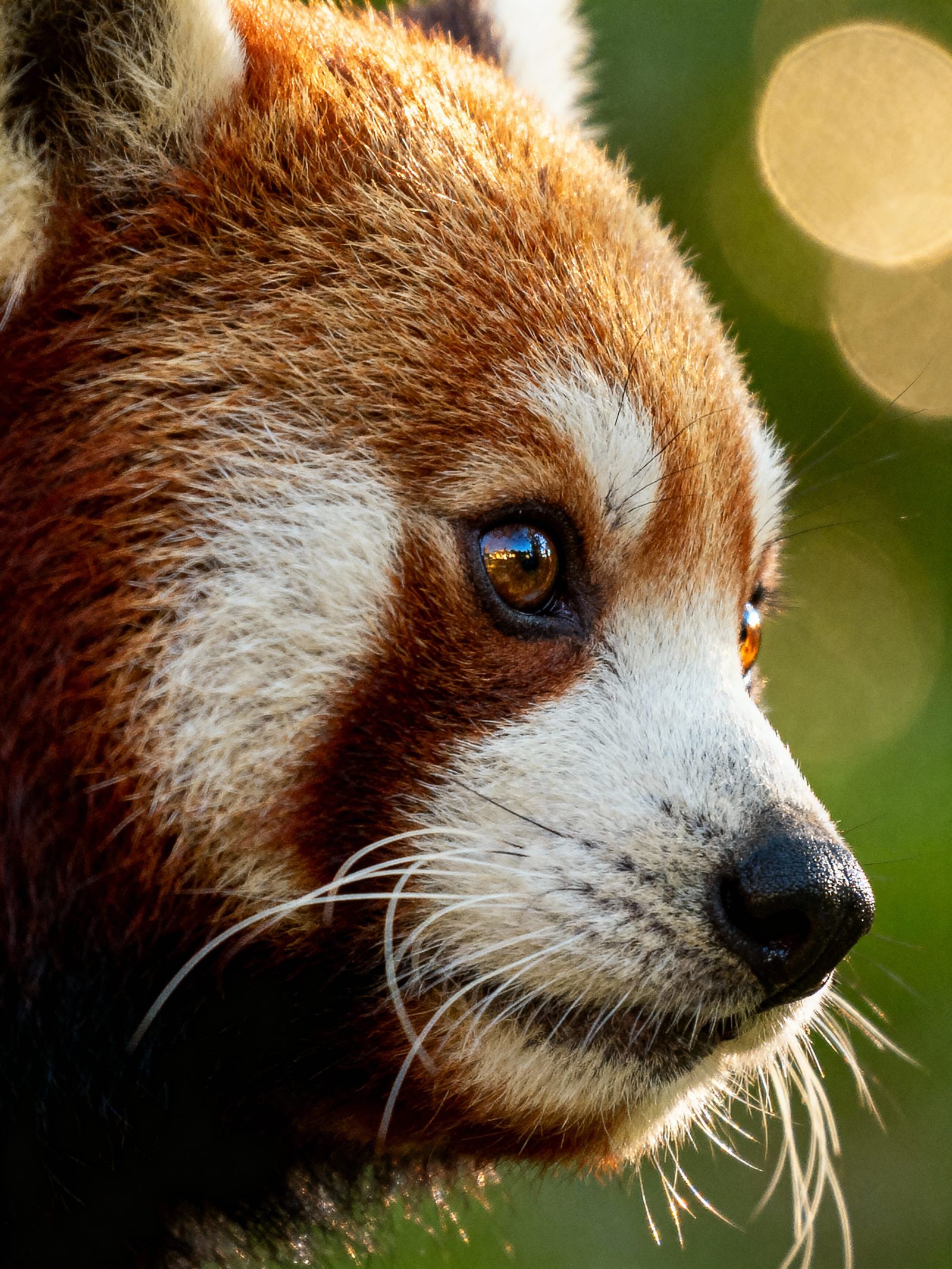 Red Pandas  by @hug lock